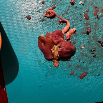 Bu Piliç Tavuk Ciğerinde İç Organlı Ve Patlamış Öd, Şirketin İlgisiz Yaklaşımı