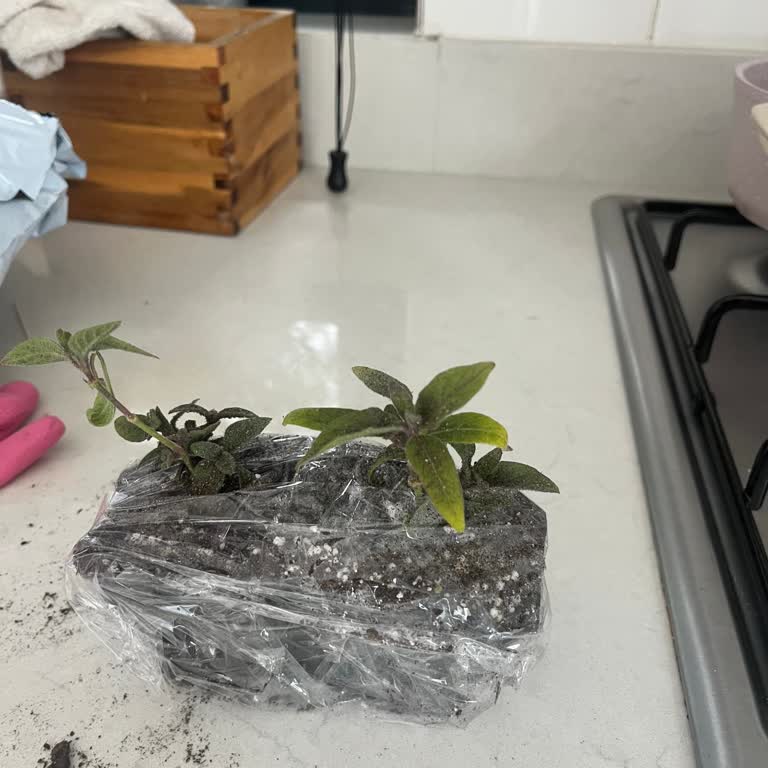 Zengarden'dan İade Talebime Yanıt Gelmemesi