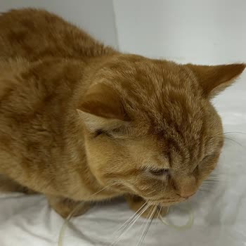 Yenimahalle Veteriner Kliniği Kan Testi Yapmadan Kısırlaştırma Sonrası Kedimde Ölümcül Enfeksiyon