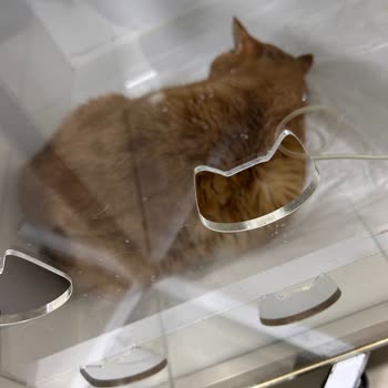 Yenimahalle Veteriner Kliniği Kan Testi Yapmadan Kısırlaştırma Sonrası Kedimde Ölümcül Enfeksiyon