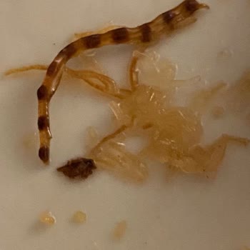 Ekleristan Şubesinde Kadayıfta Yabancı Cisim Ve Kötü Koku: Hijyen İhlali