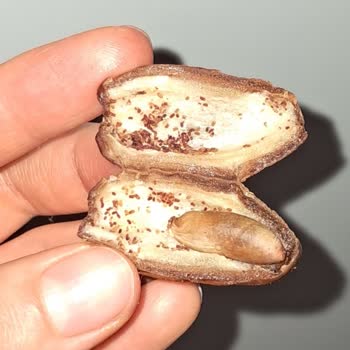 Şok Market'te Hurmanın İçinde Kurt Ve Uçan Böcekler: Sağlık Riski