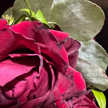 Kırmızı Gül Buketi Görseliyle Uyuşmayan, Yanık Ve Çamurlu Teslimat İçin Tam İade Talebi