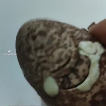 Ozmo Yumurta Küflü Gibi Dağılıyor!
