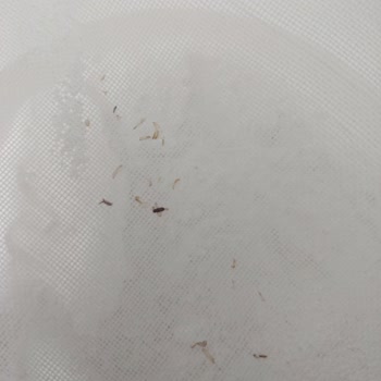 Bebek İçin Aldığım Glutensiz Pirinç Ununda Kurt Ve Böcek Bulunması