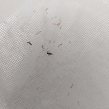 Bebek İçin Aldığım Glutensiz Pirinç Ununda Kurt Ve Böcek Bulunması