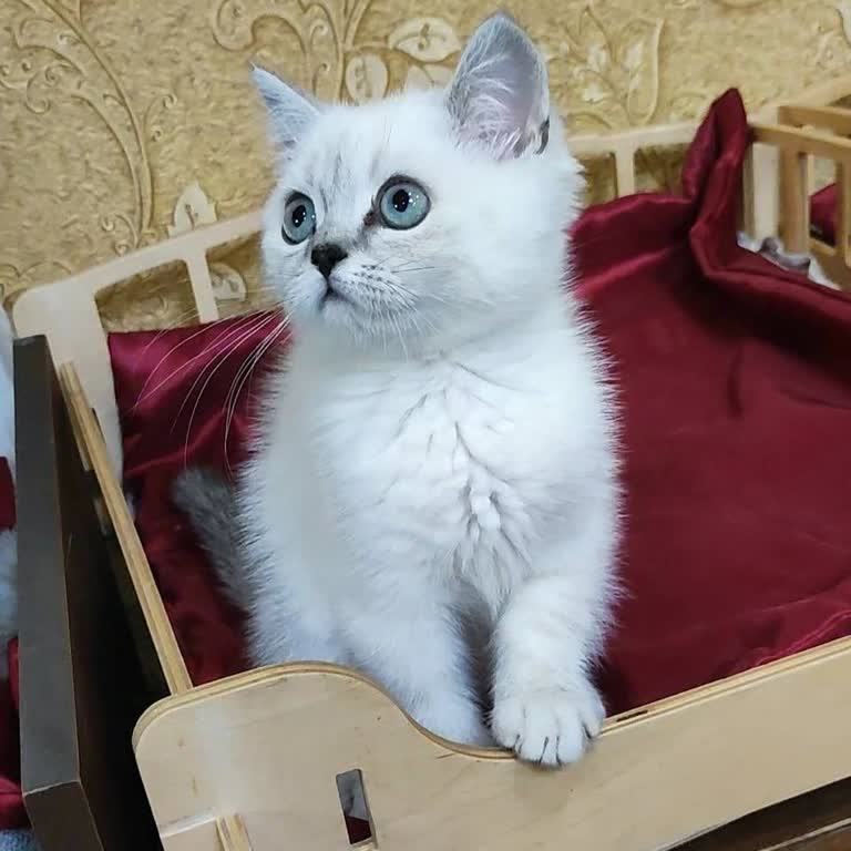 @Miyavpati.tr Uyarı: Ücretsiz Kedi Sahiplendirme Yanıltmacası!