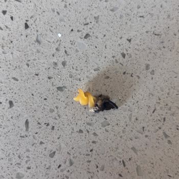 Nuh’un Ankara Burgu Makarna İçinde Yabancı Cisim Bulunması