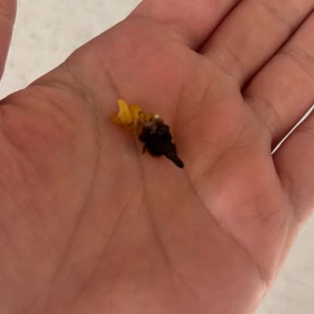 Nuh’un Ankara Burgu Makarna İçinde Yabancı Cisim Bulunması