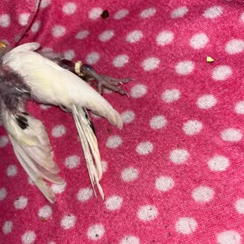 İstanbul Veteriner Kliniği Yanlış Tedavi Ve İhmal Sonucu Kuşun Ölümü