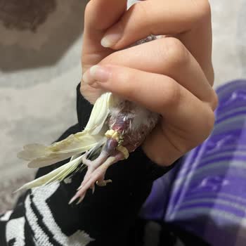 İstanbul Veteriner Kliniği Yanlış Tedavi Ve İhmal Sonucu Kuşun Ölümü