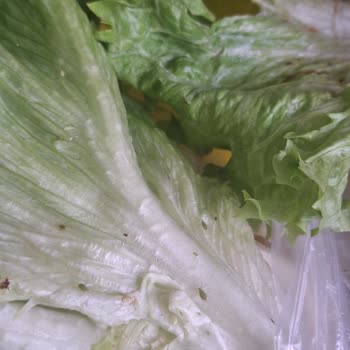 Biçen Market Kıvırcık Marulunda Böcek Ve Larvalar Tespiti
