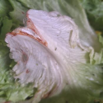 Biçen Market Kıvırcık Marulunda Böcek Ve Larvalar Tespiti