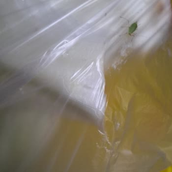 Biçen Market Kıvırcık Marulunda Böcek Ve Larvalar Tespiti