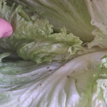 Biçen Market Kıvırcık Marulunda Böcek Ve Larvalar Tespiti