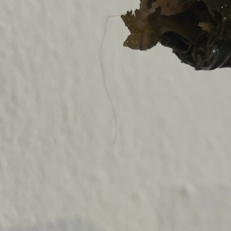 Sarmada Kıl Çıkması Ve Yanıtsız Hijyen Sorunu