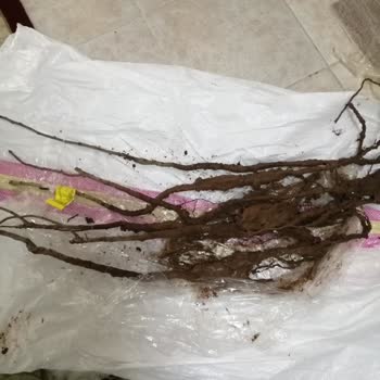 Mekke Medine Firması Kurumuş Antep Fıstığı Fidanları İçin Çözüm Sunmuyor