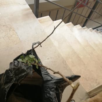 Mekke Medine Firması Kurumuş Antep Fıstığı Fidanları İçin Çözüm Sunmuyor