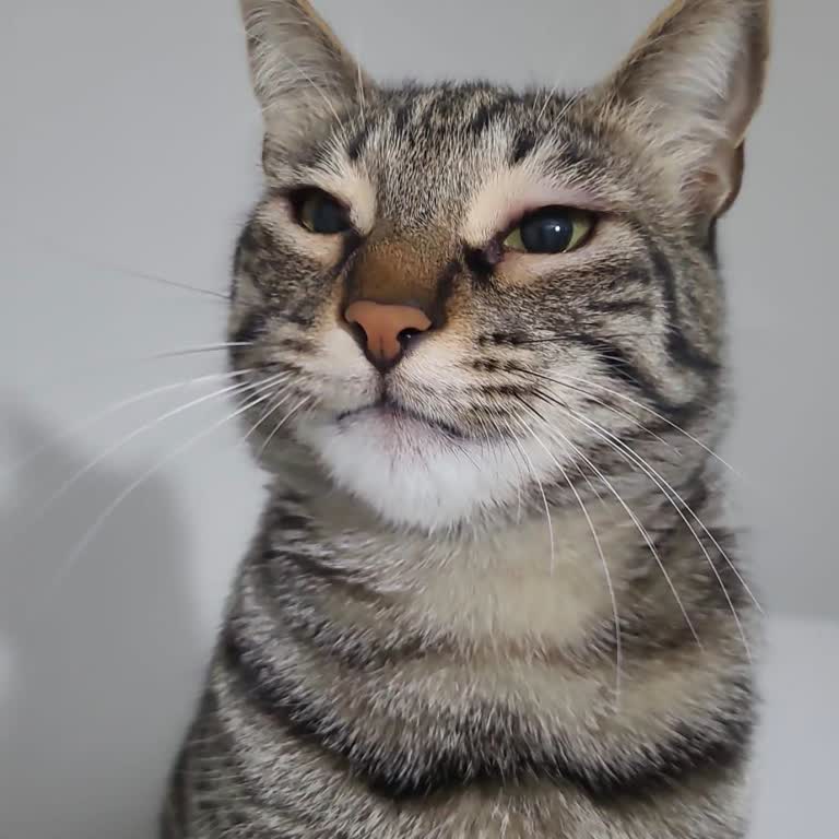 Dr. Sacchi Chicken Liver Cream'le Kedimde Göz Kızarıklığı Ve Şişme