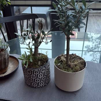 Çiçek Sepeti Zeytin Ağacının Hızlı Kuruması Ve İade Reddi