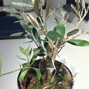 Çiçek Sepeti Zeytin Ağacının Hızlı Kuruması Ve İade Reddi