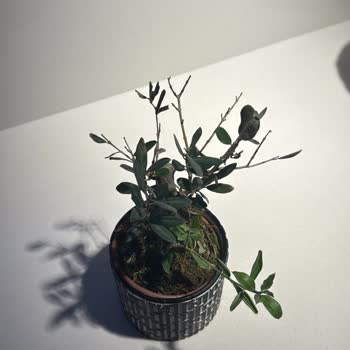 Çiçek Sepeti Zeytin Ağacının Hızlı Kuruması Ve İade Reddi