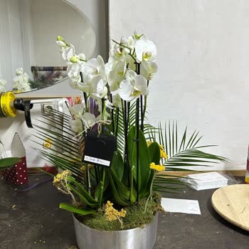 Yanıltıcı Orkide Görseli Nedeniyle İade Talebi