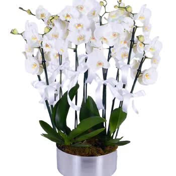 Yanıltıcı Orkide Görseli Nedeniyle İade Talebi