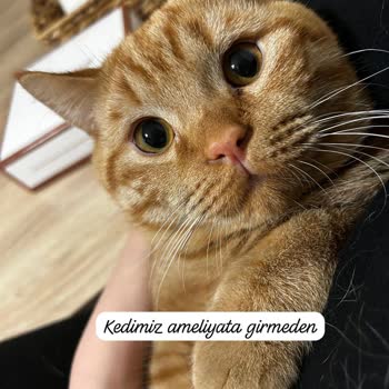 Yenimahalle Veteriner Kliniğinde Kedi Kısırlaştırma Sonrası Enfeksiyon Ve Ölüm