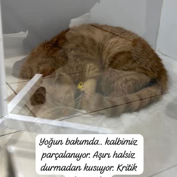 Yenimahalle Veteriner Kliniğinde Kedi Kısırlaştırma Sonrası Enfeksiyon Ve Ölüm