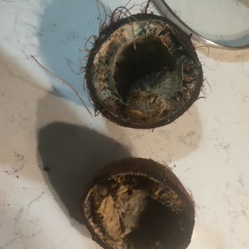 Küflü Hindistan Cevizi Siparişi Ve Şok Online’dan Cevapsızlık