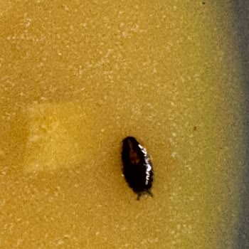 Knorr Çabuk Mercimek Çorbasında Böcek Kontaminasyonu Ve Sağlık Sorunu