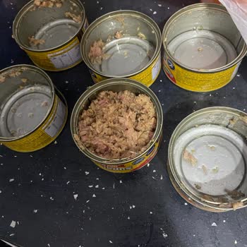 Superfresh Ton Balığı Kutularında Bozulma Ve Koku Sorunu