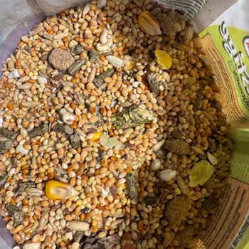 Muhabbet Kuşu Yemi Yerine Hamster Yemi Gelen Paket Beni Hayal Kırıklığına Soktu