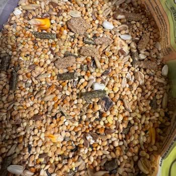 Muhabbet Kuşu Yemi Yerine Hamster Yemi Gelen Paket Beni Hayal Kırıklığına Soktu