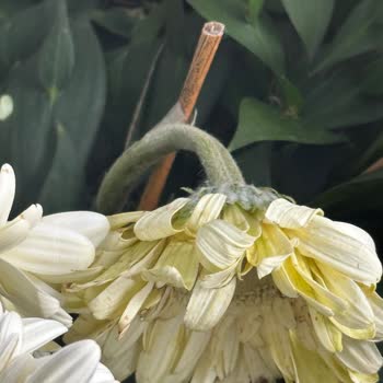 Teslimat Söz Verilen Saate Ulaşmadı, Doğum Günü Hediyem Gecikti