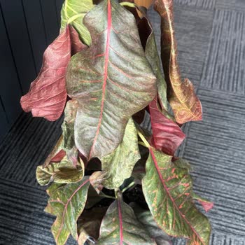 Kısa Sürede Ölen Kroton Bitkisi İçin Değişim Talebi