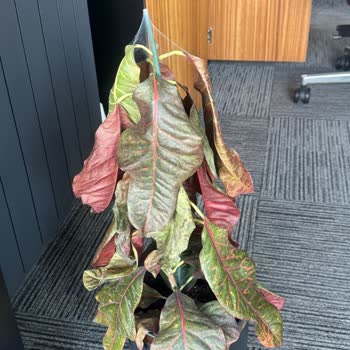 Kısa Sürede Ölen Kroton Bitkisi İçin Değişim Talebi