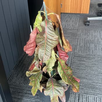 Kısa Sürede Ölen Kroton Bitkisi İçin Değişim Talebi