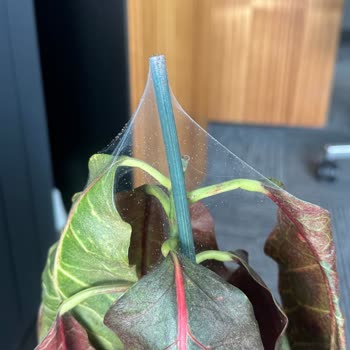 Kısa Sürede Ölen Kroton Bitkisi İçin Değişim Talebi