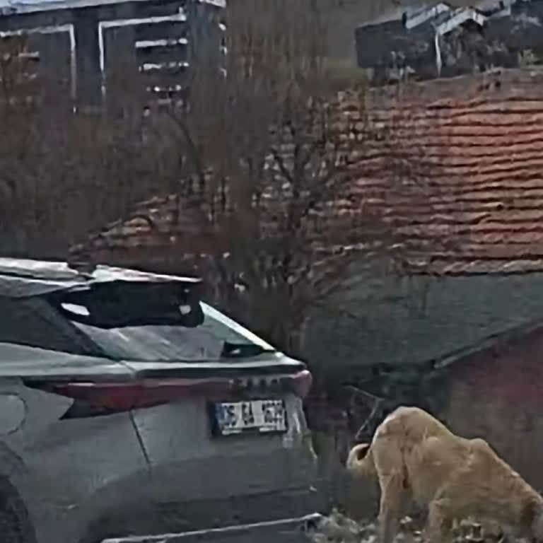 Petek Caddesi'nde Başıboş Köpekler Çocukların Okul Yolculuğunu Tehlikeye Atıyor