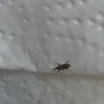 Hünkar Pirinç Paketi Açıldığında Canlı Böcek Çıktı