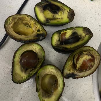 Hazır Avokado Siparişinde Çürük Ürünler Ve İade Talebi