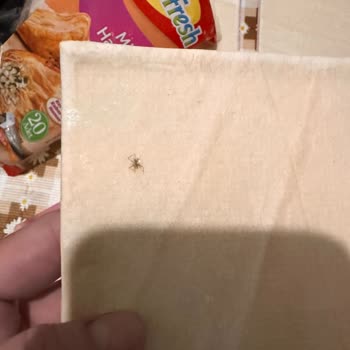 Superfresh Milföy Hamurunda Örümcek Bulunması Hijyen Endişelerini Artırdı