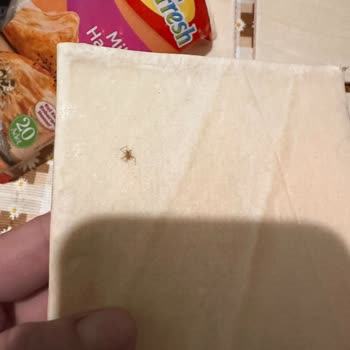 Superfresh Milföy Hamurunda Örümcek Bulunması Hijyen Endişelerini Artırdı
