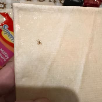 Superfresh Milföy Hamurunda Örümcek Bulunması Hijyen Endişelerini Artırdı