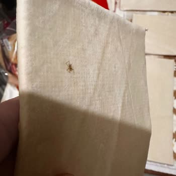 Superfresh Milföy Hamurunda Örümcek Bulunması Hijyen Endişelerini Artırdı