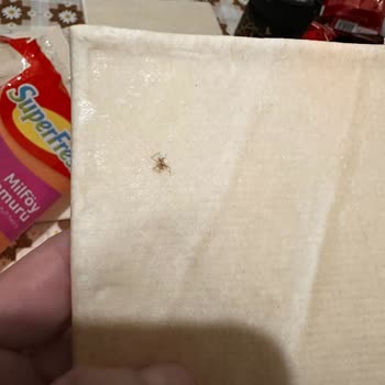 Superfresh Milföy Hamurunda Örümcek Bulunması Hijyen Endişelerini Artırdı