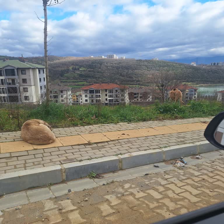 İzmit Belediyesi Sepetçi Mahallesi Sokak Köpekleri Güvenlik Sorununu Çözmedi!