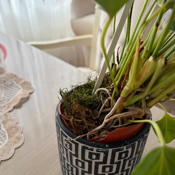 Çiçek Sepeti Siparişinde Solmuş Çiçek Ve Kırık Saksı